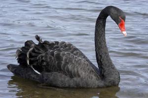 small_Black_Swan