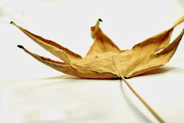 Leaf